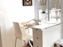 Cat on Table