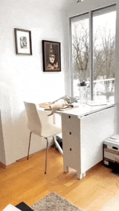 Cat on Table